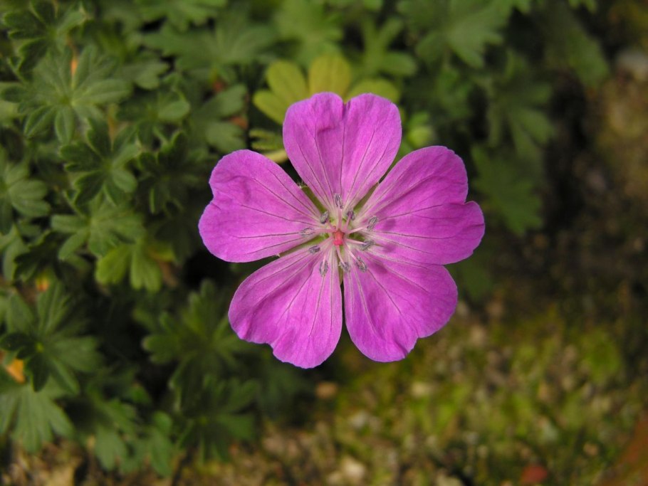 Герань Geranium psilostemon little David
