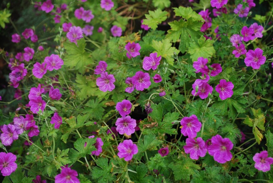 Герань Ренарда