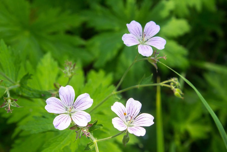 Geranium sylvaticum