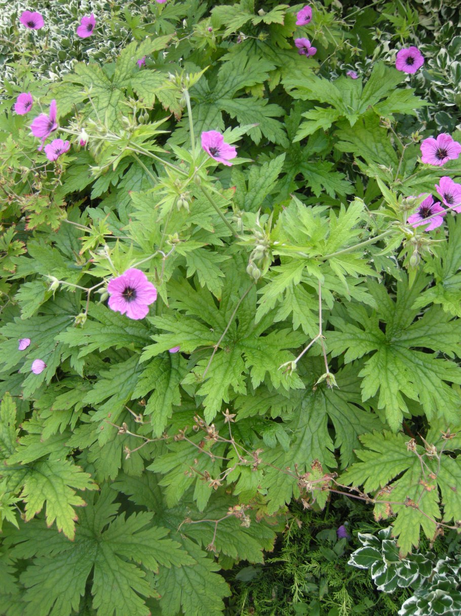 Geranium psilostemon