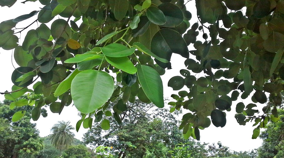 Pterocarpus dalbergioides