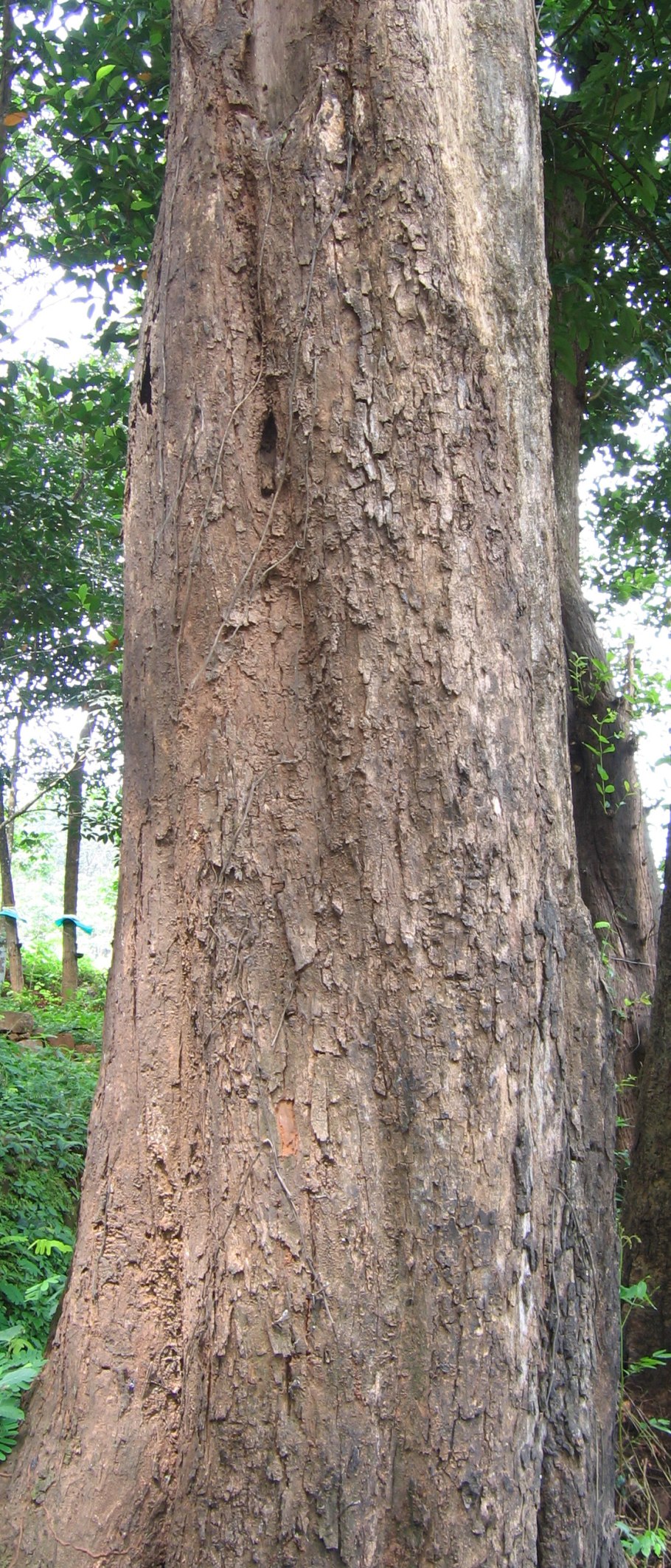 Pterocarpus soyauxii