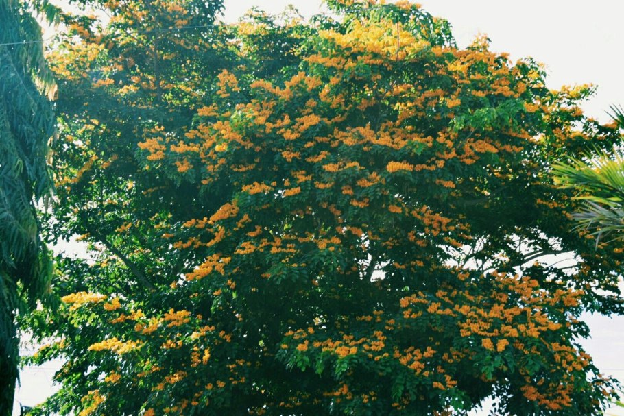 Pterocarpus rotundifolius