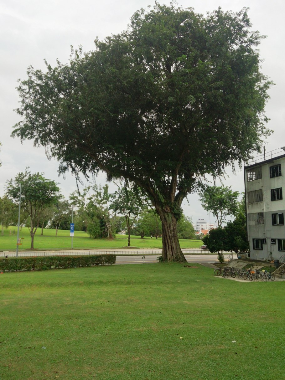 Pterocarpus rotundifolius