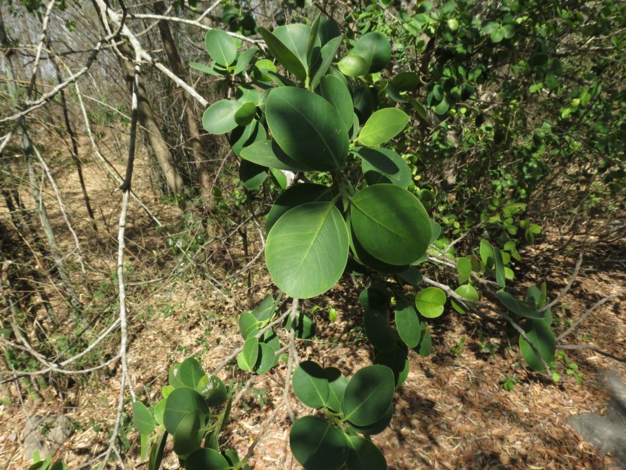 Pterocarpus marsupium