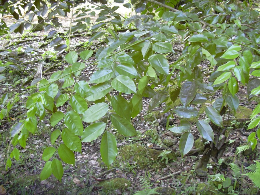 Pterocarpus officinalis