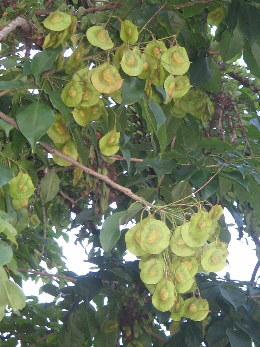 Pterocarpus dalbergioides