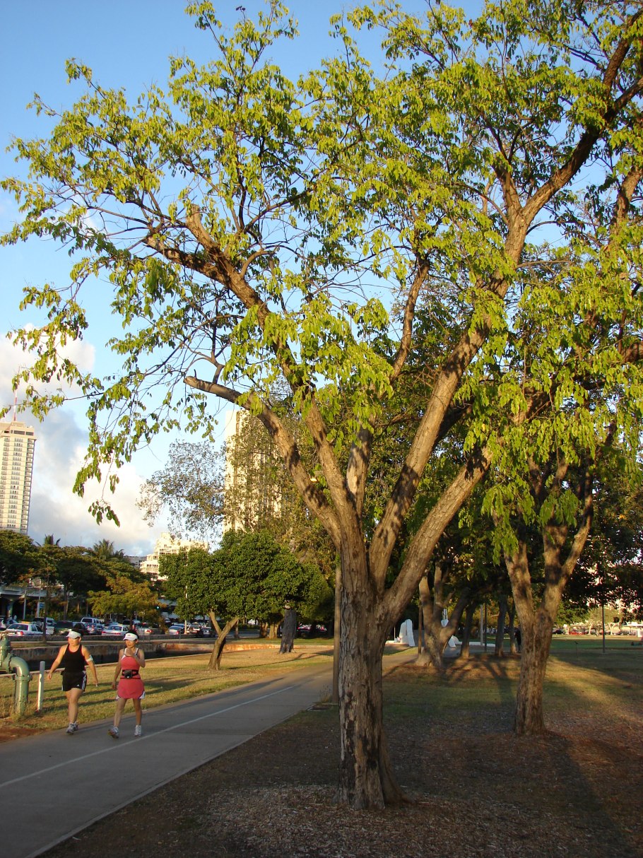 Pterocarpus dalbergioides