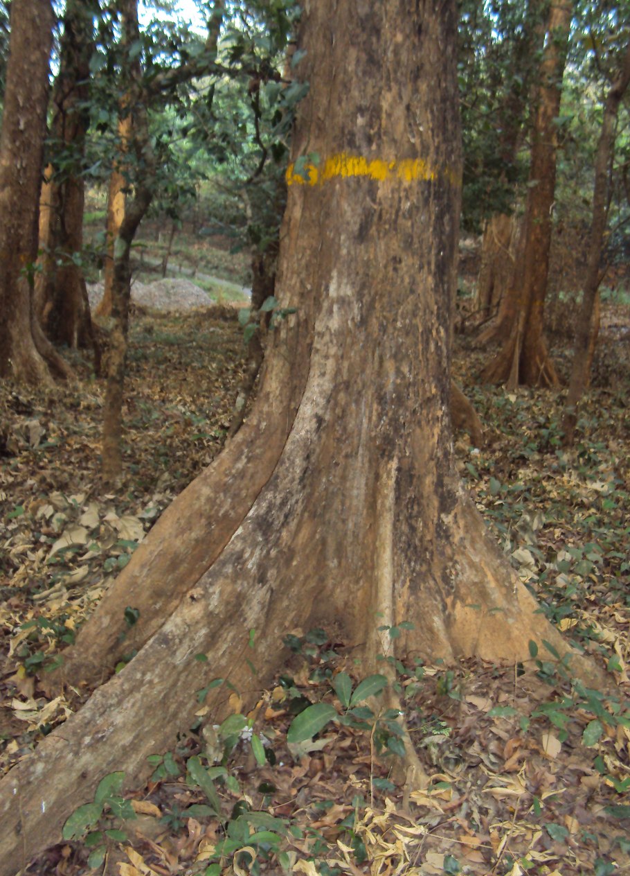 Pterocarpus indicus
