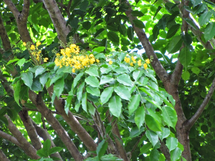 Pterocarpus dalbergioides