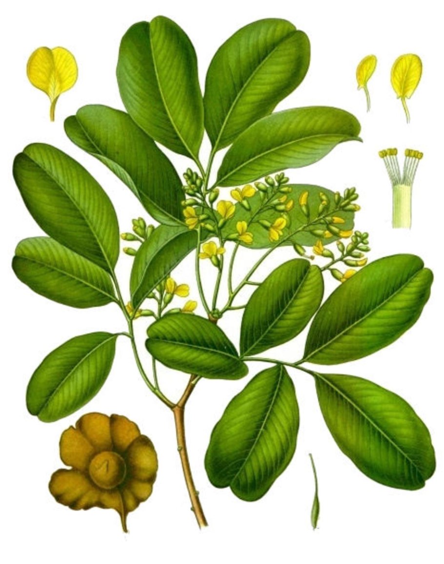 Pterocarpus santalinus Red