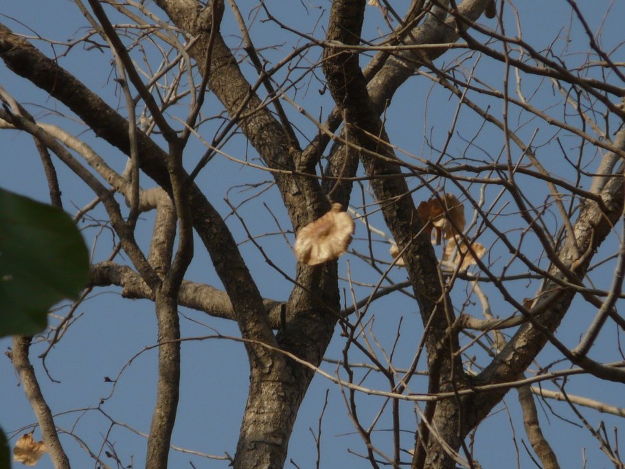 Pterocarpus indicus