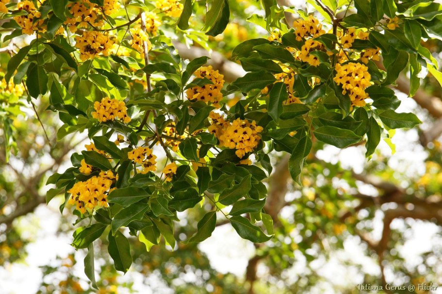 Pterocarpus officinalis