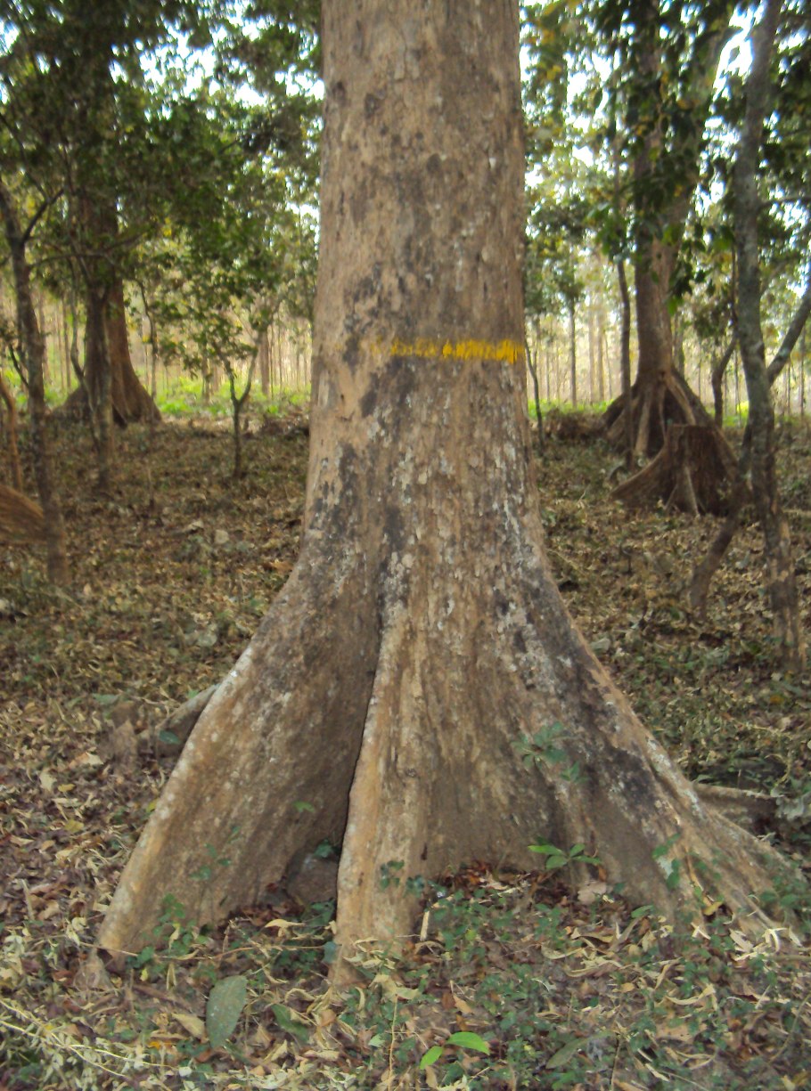 Pterocarpus indicus
