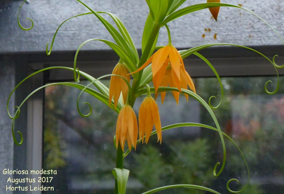 Глориоза Модеста