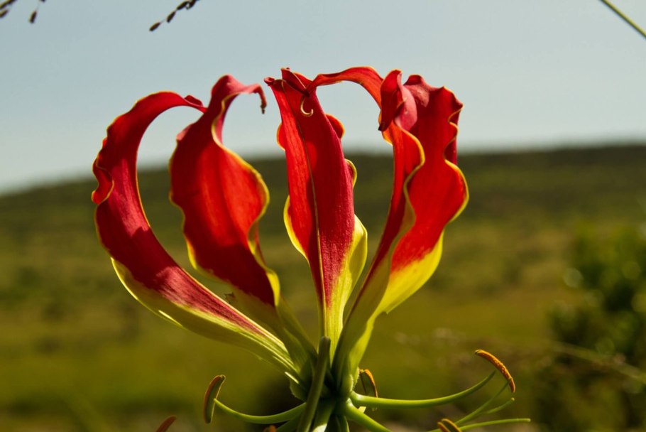 Литония Новокузнецк