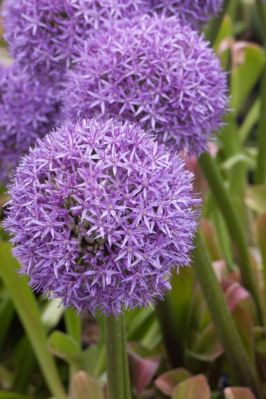 Лук аллиум и шалфей