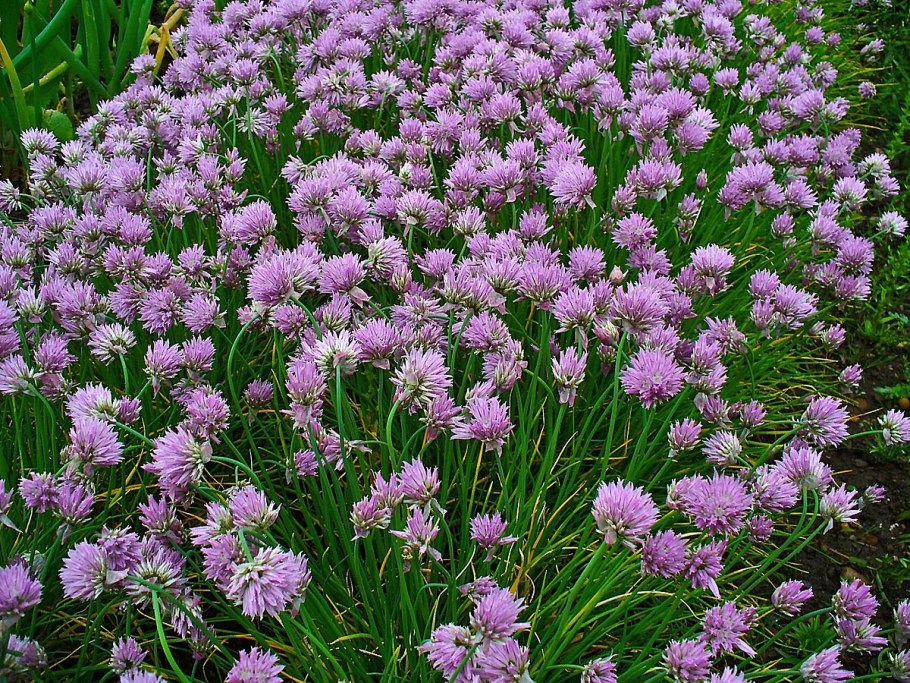 Allium schoenoprasum