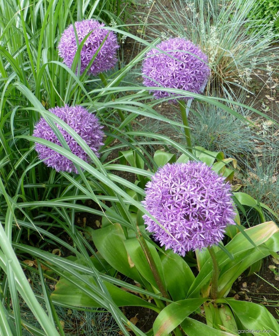 Лук стареющий "Millenium" (Allium senenscens