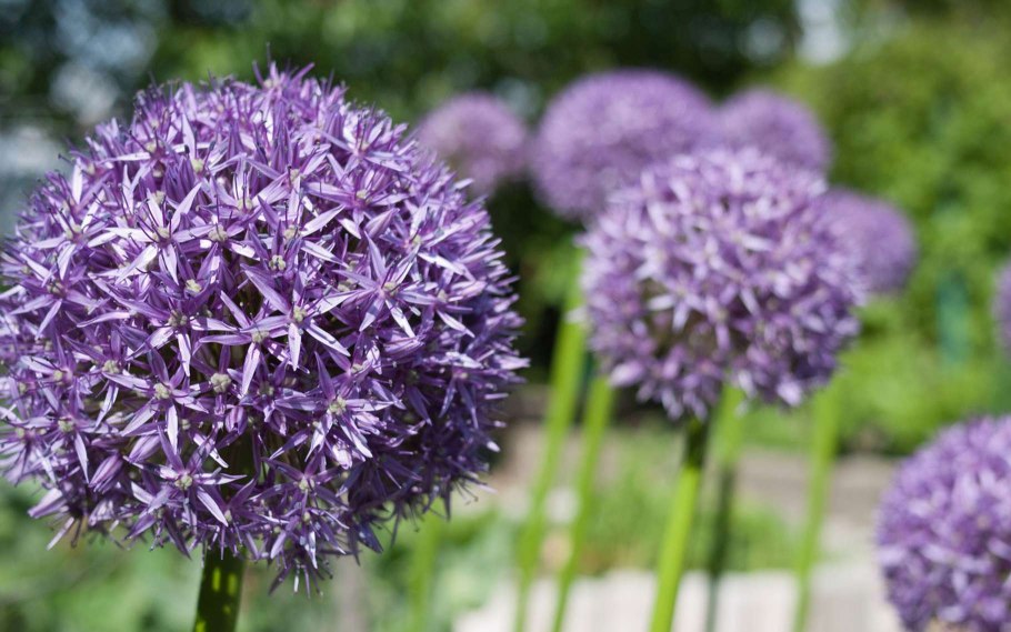 Лук шнитт (Allium schoenoprasum)