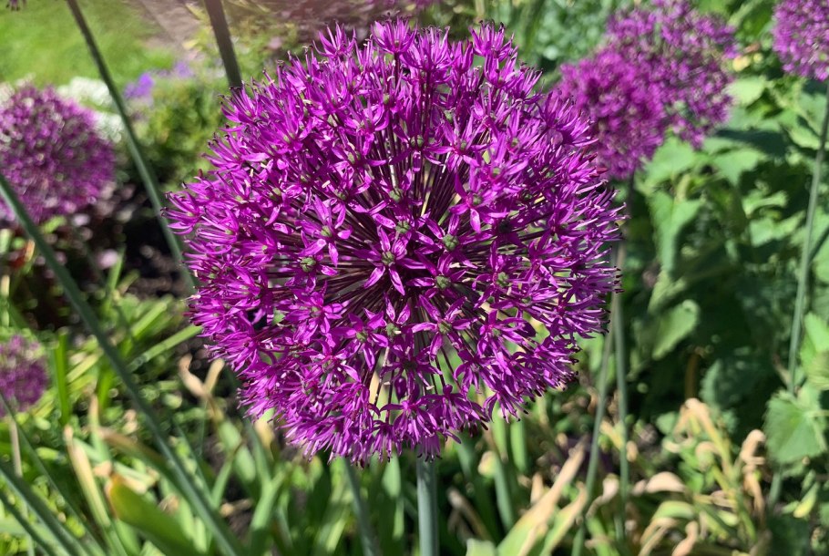 Аллиум Пурпл сенсейшен