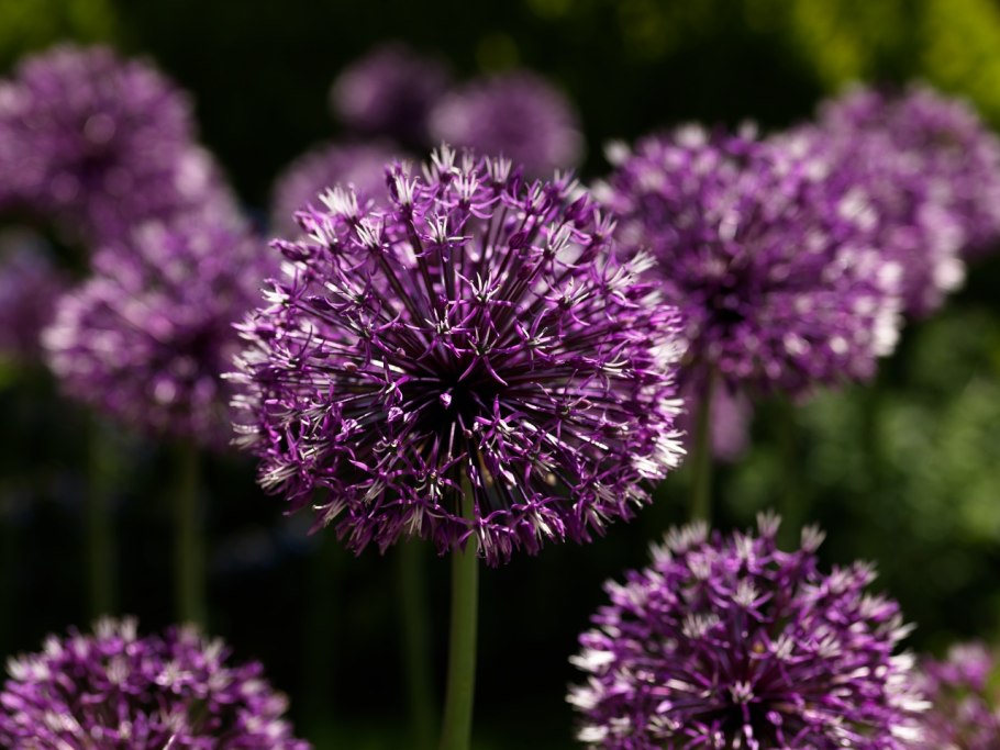 Лук Пурпл сенсейшен