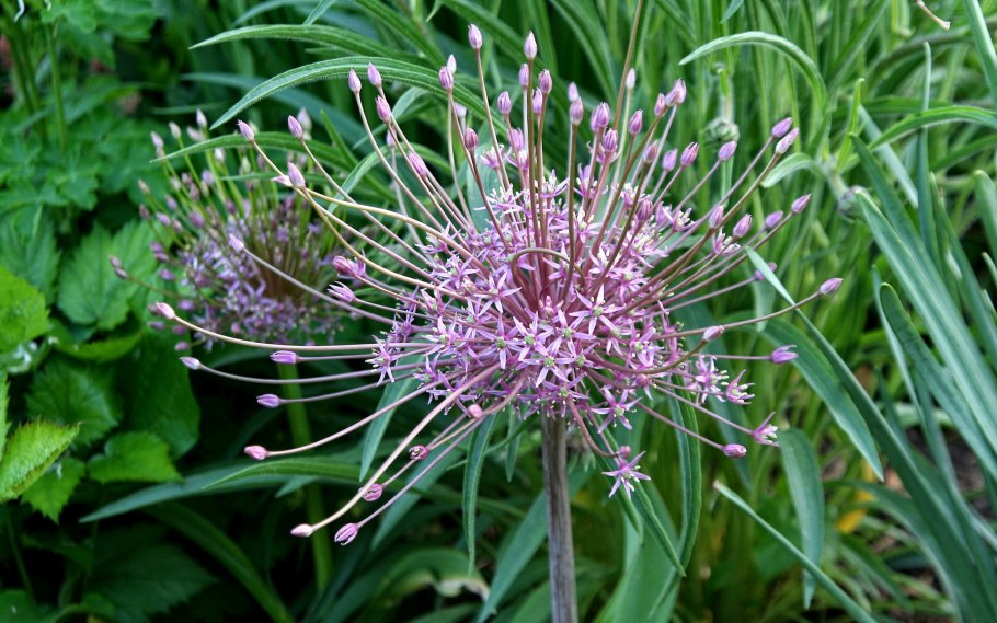 Аллиум шнитт