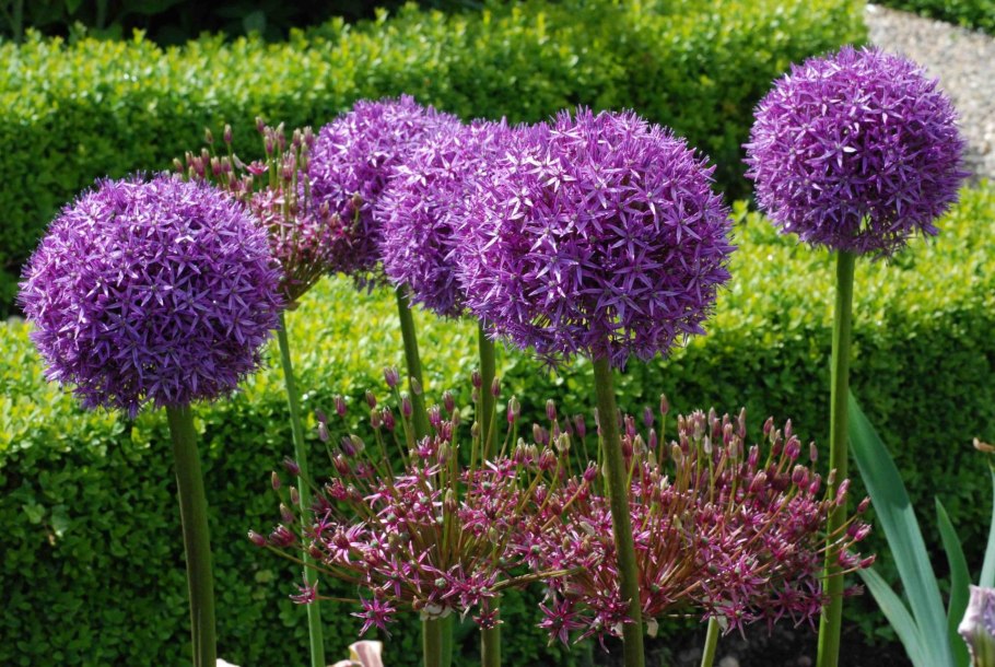 Лук афлатунский "Purple Sensation" (Allium aflatunense)