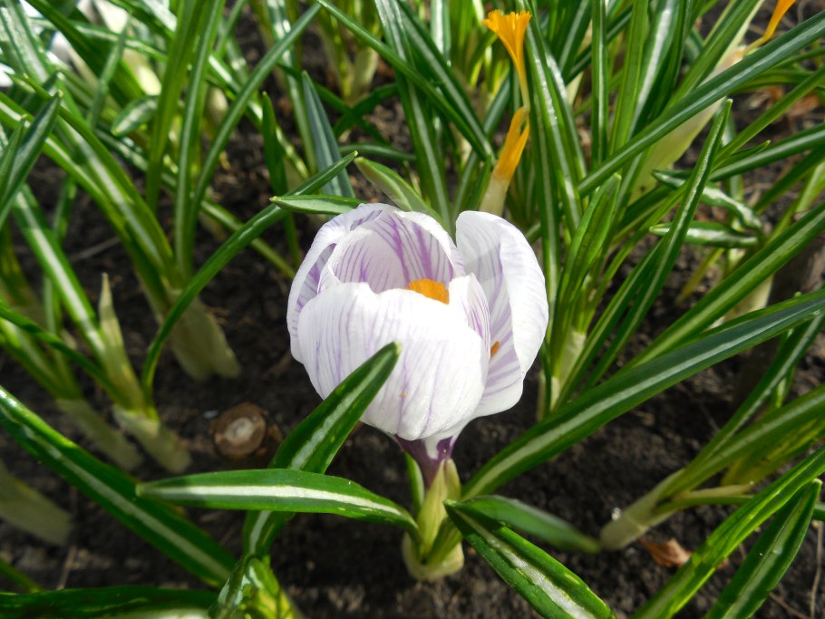 Крокус крупноцветковый