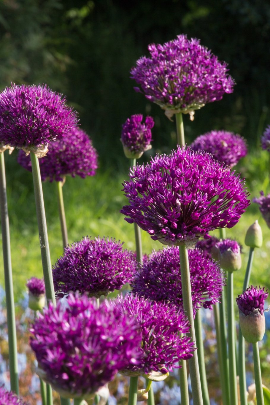 Аллиум purple sensation