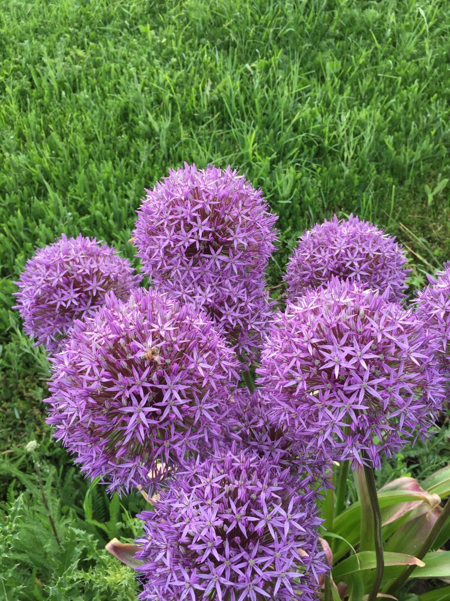 Аллиум перпл сенсейшен