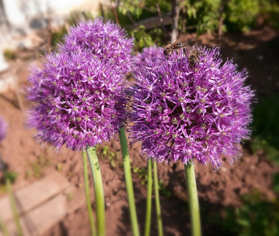 Allium pumilum