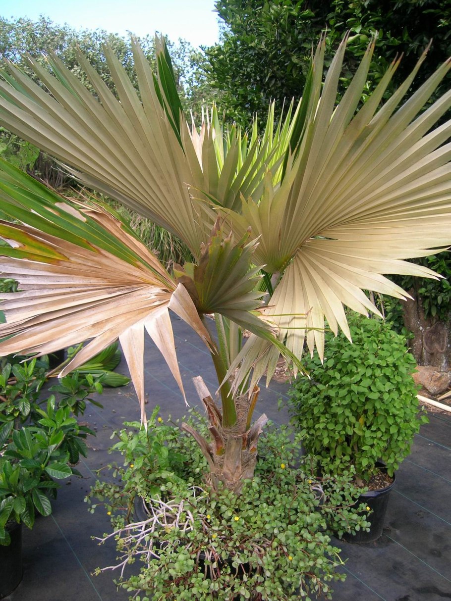 Пальма притчардия