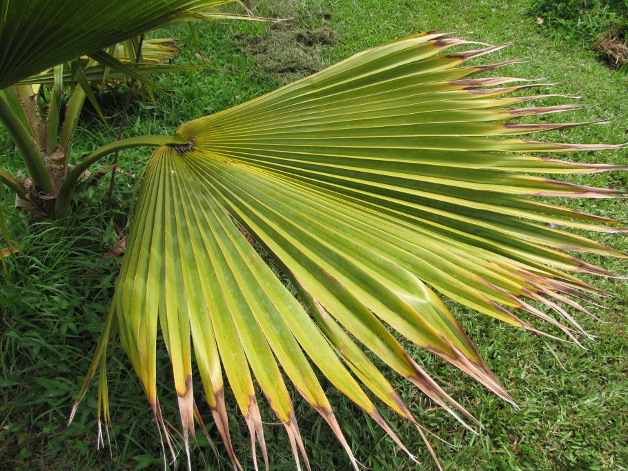 Притчардия веерная Пальма