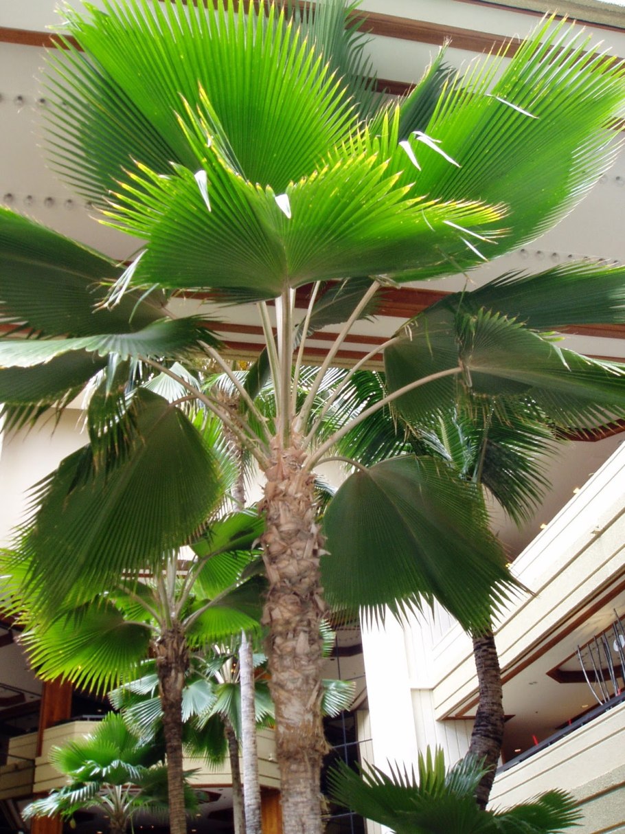 Род пальмы 5 букв