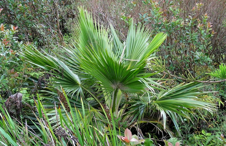 Притчардия шаттауэри