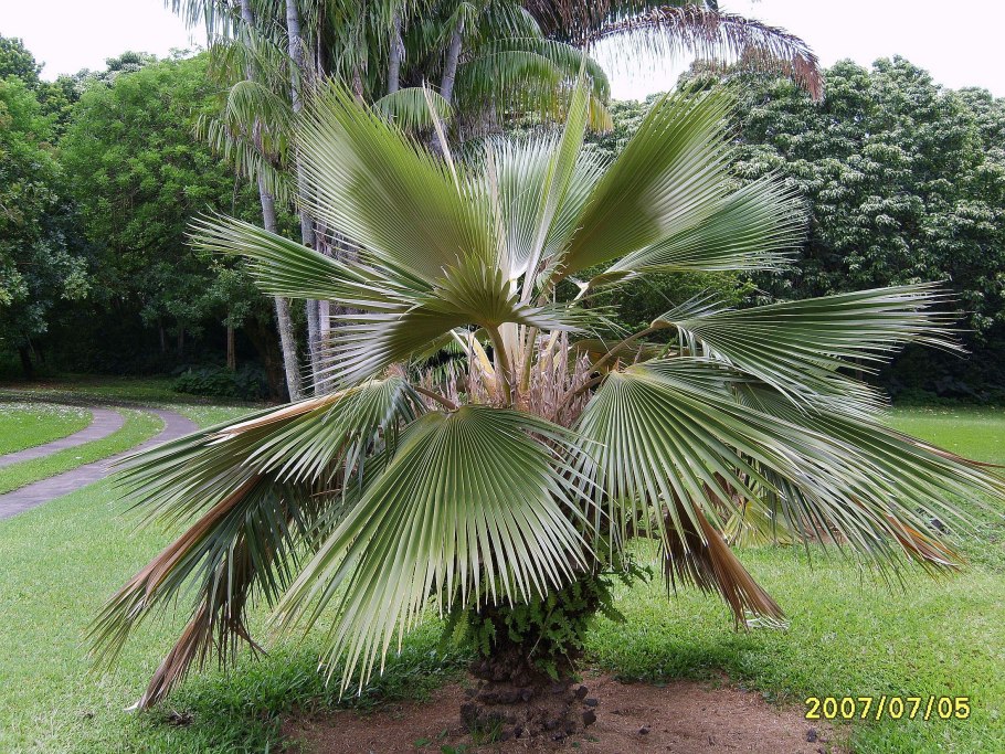 Палма гуллари