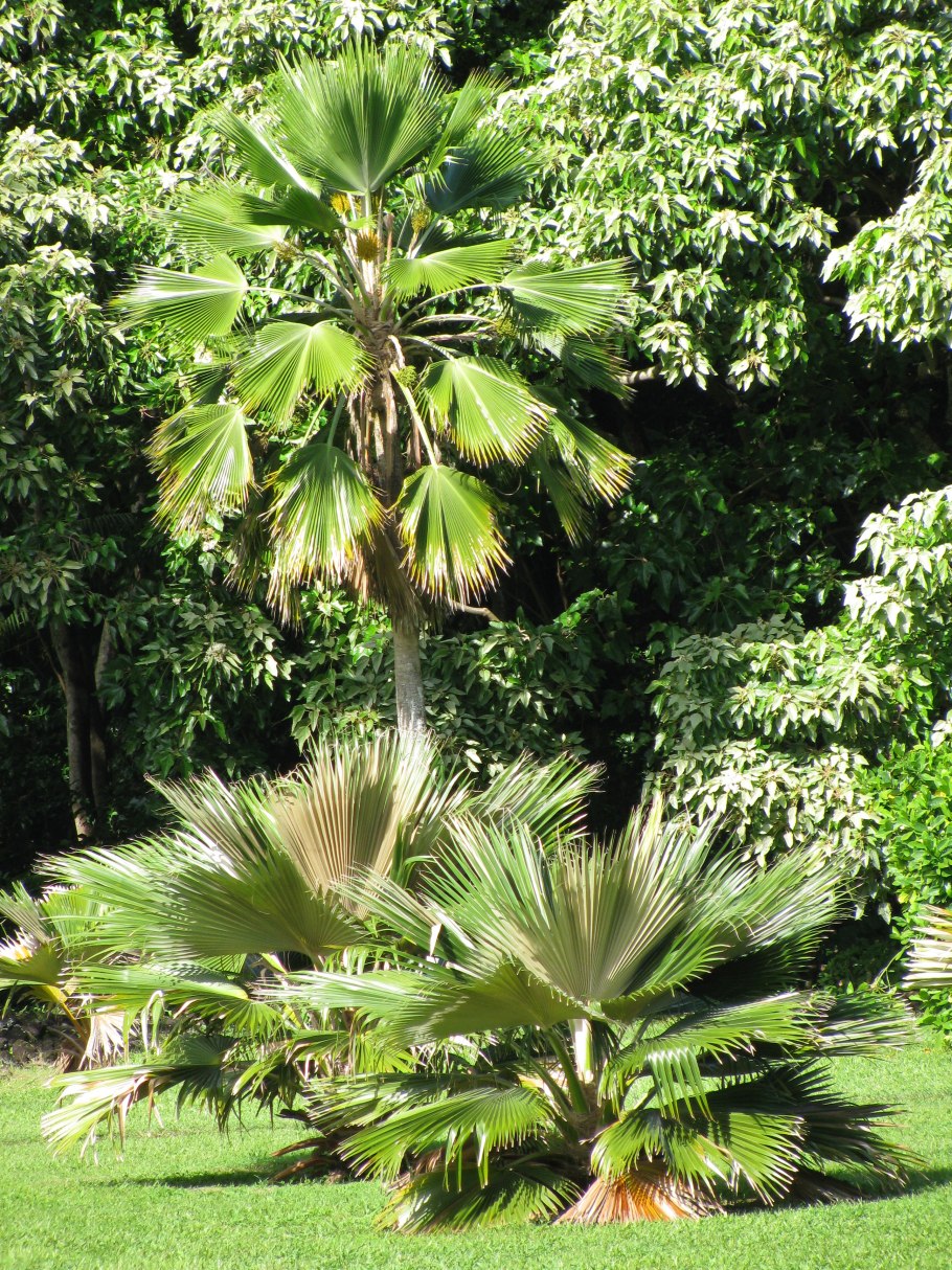 Притчардия Пацифика Тихоокеанская