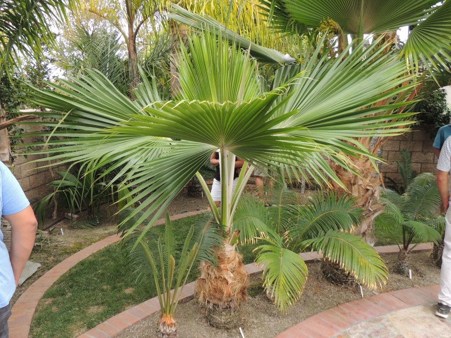 Pritchardia thurstonii