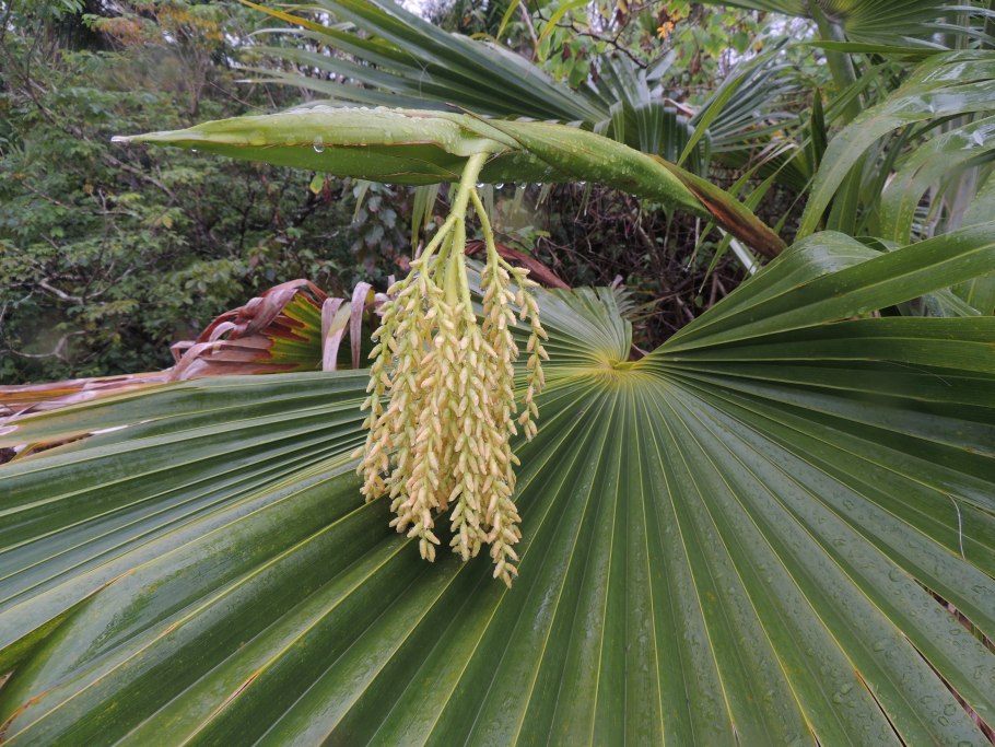 Садовые пальмы фото и названия