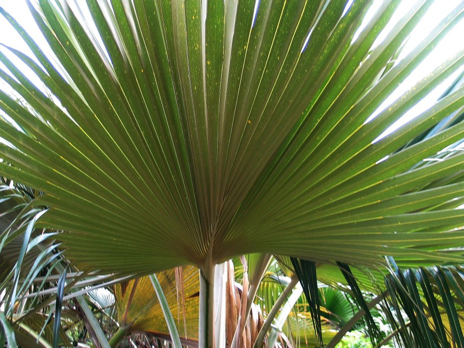 Пальма Садовая многолетняя