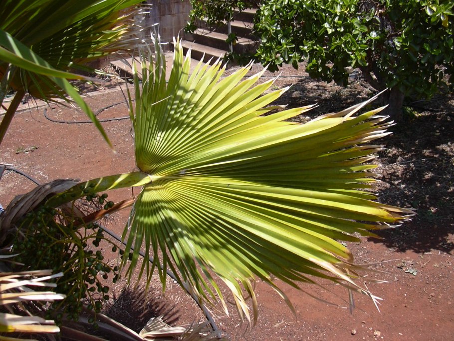 Pritchardia glabrata