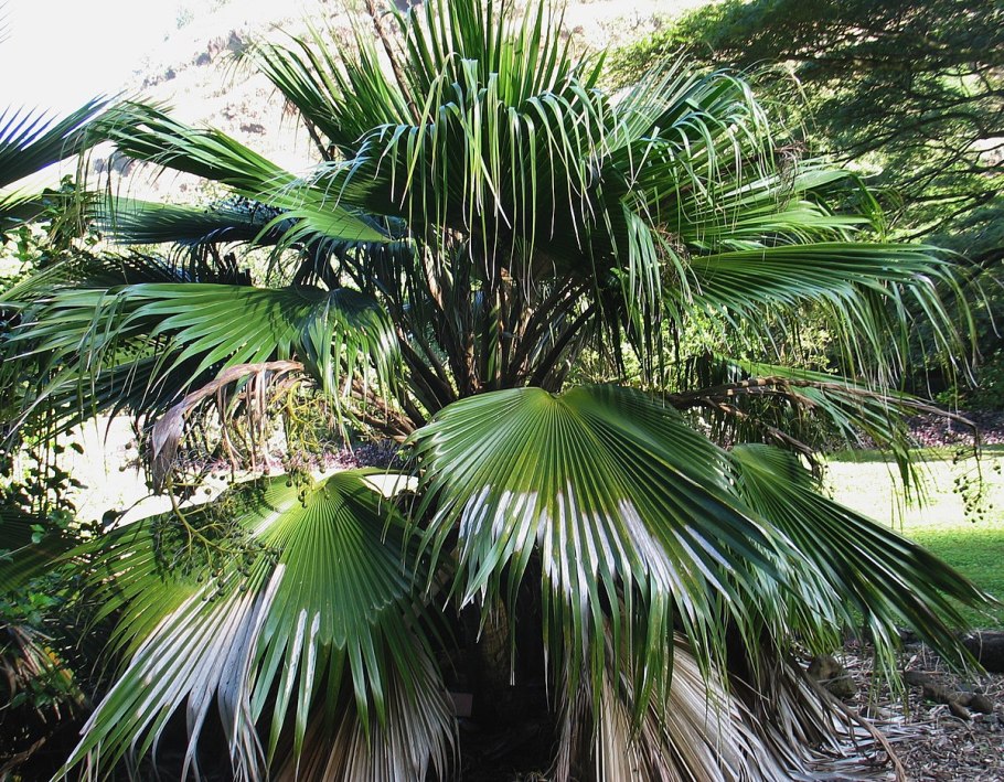 Pritchardia thurstonii