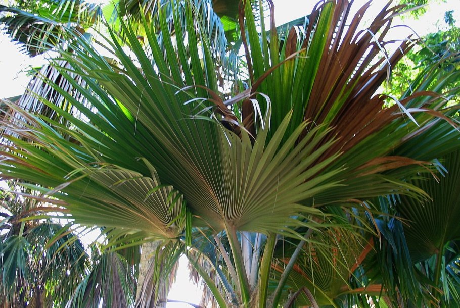 Пальма притчардия