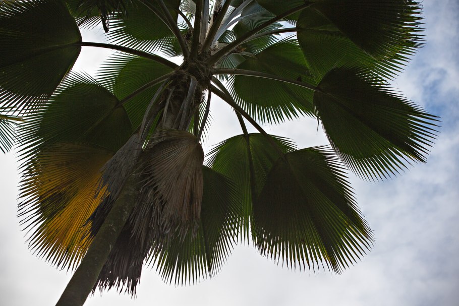 Pritchardia gaudichaudii