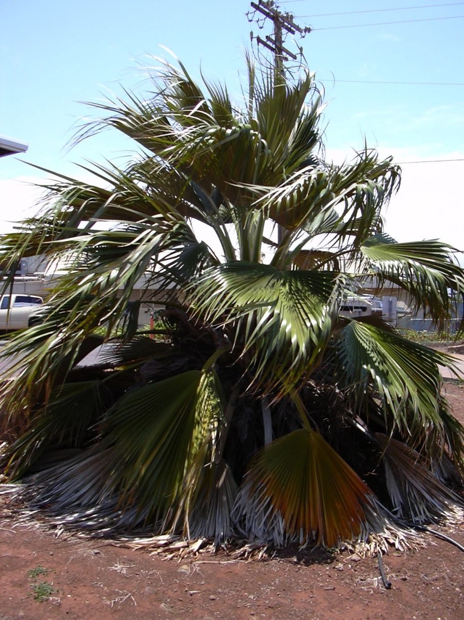 Притчардия Тихоокеанская дома