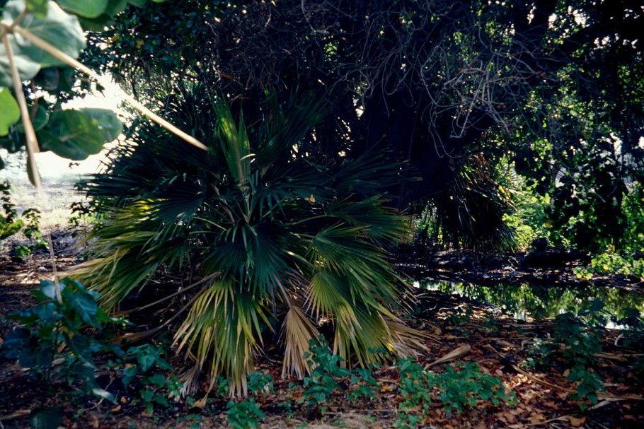 Притчардия Эйлмер-робинсонии