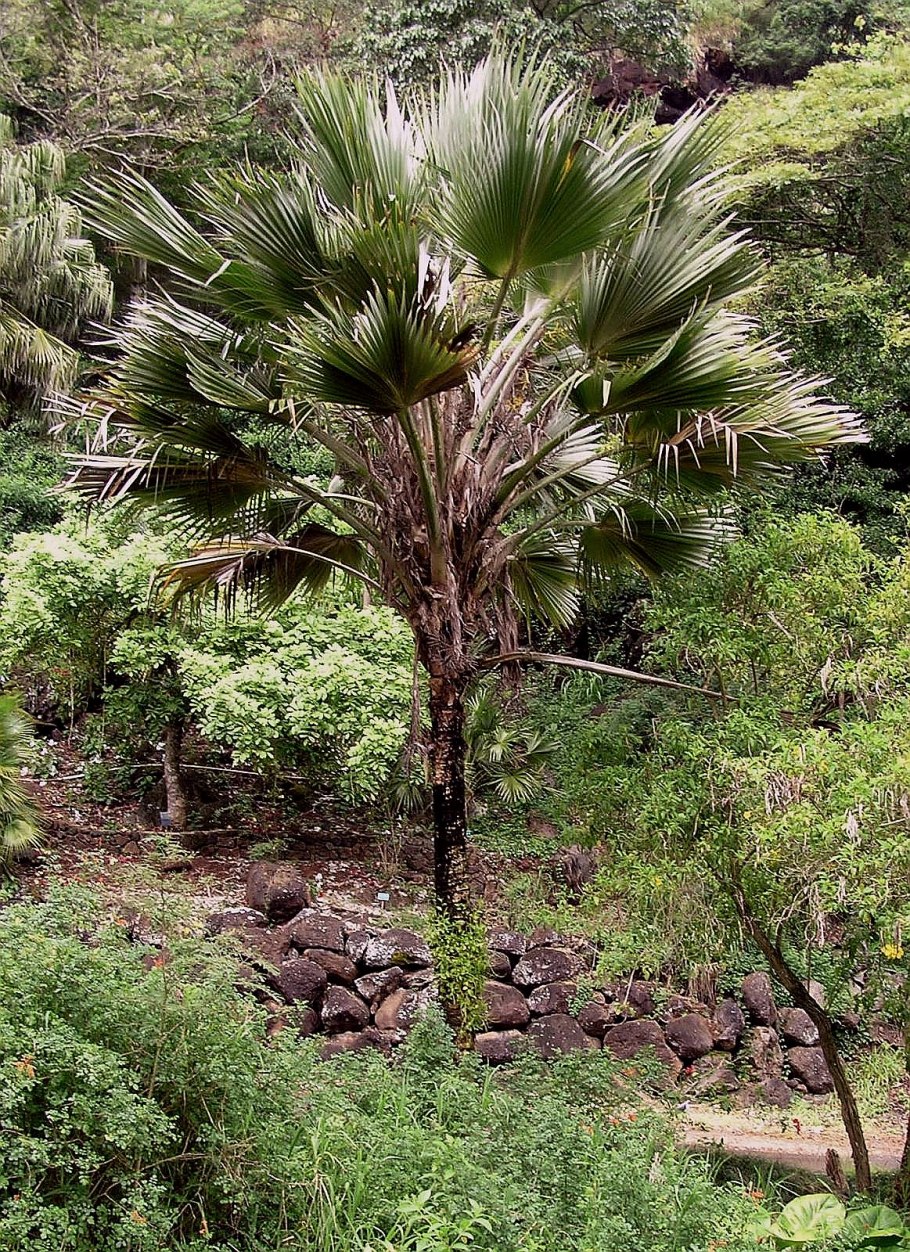 Притчардия Тихоокеанская