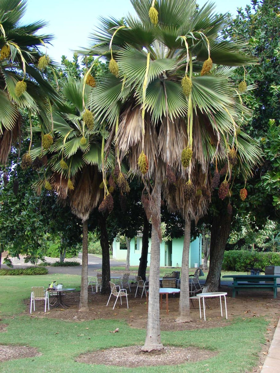 Притчардия шаттауэри