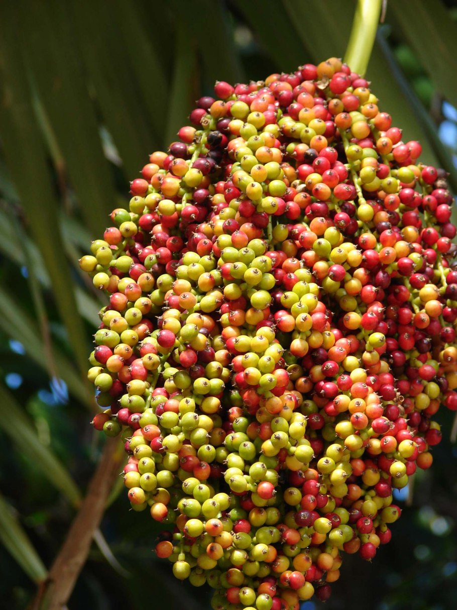Pritchardia gaudichaudii